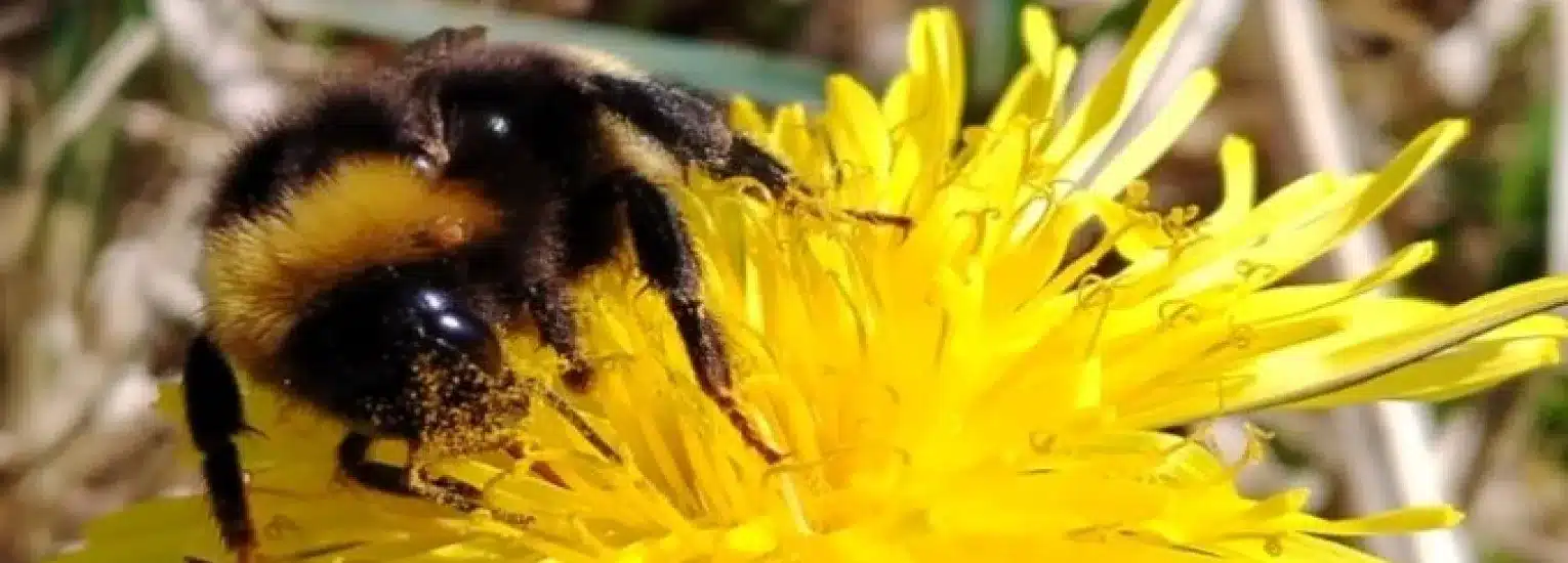 A close-up of a bumblebee collecting pollen from a bright yellow dandelion flower, with fine details of the bee’s fuzzy body and pollen visible.